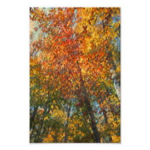 Fall Forest Artwork Photo Print