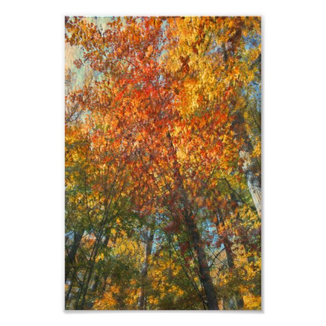 Fall Forest Artwork Photo Print (Front)