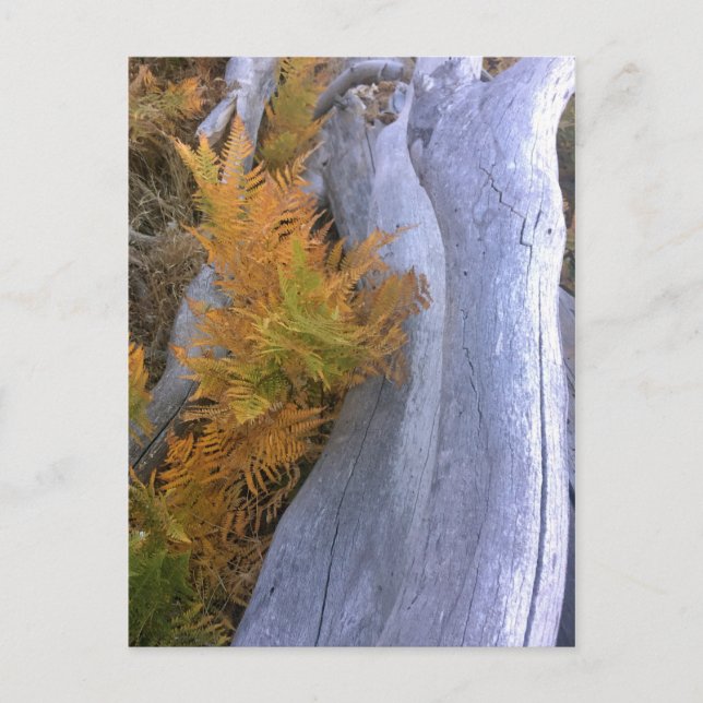 Fall Forest Brackens Postcard (Front)