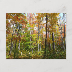 Fall Forest I Autumn Landscape Photography Postcard