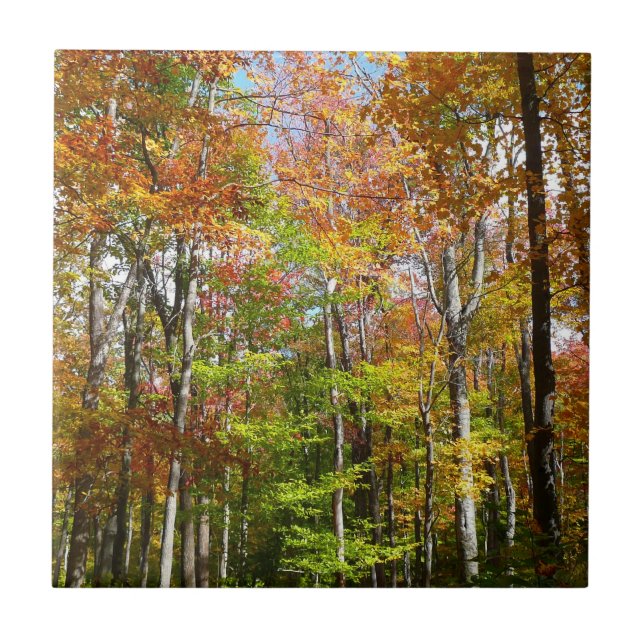 Fall Forest II Autumn Landscape Photography Tile (Front)