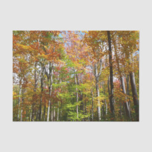Fall Forest II Autumn Landscape Photography Tissue Paper