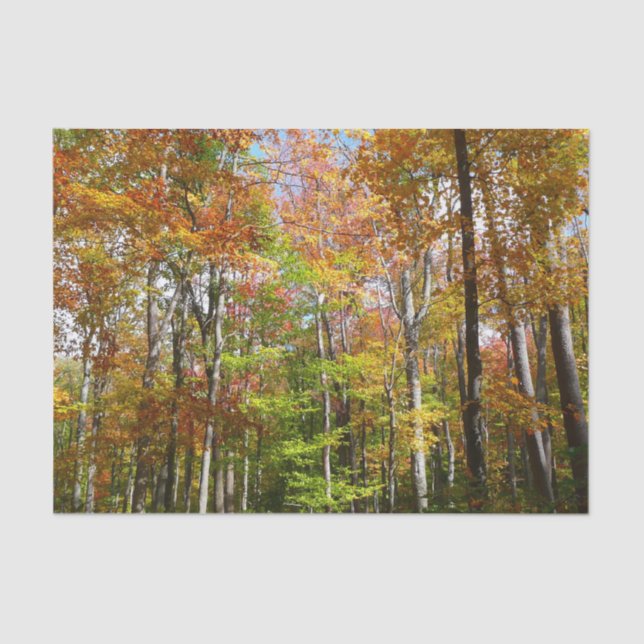 Fall Forest II Autumn Landscape Photography Tissue Paper (Front)