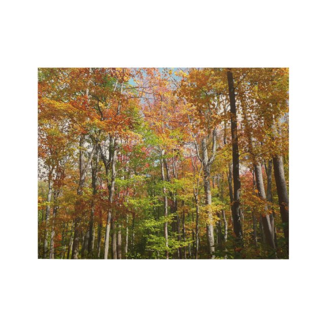 Fall Forest II Autumn Landscape Photography Wood Poster (Front)