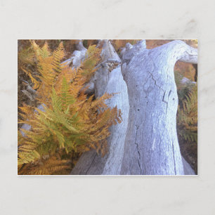 Fall Forest Postcard