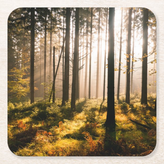 Fall Forest with Sunrays Square Paper Coaster (Front)