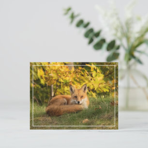 Fall Fox Postcard