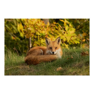 Fall Fox   Poster