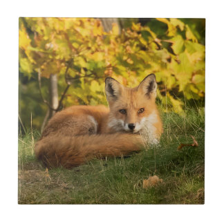 Fall Fox Tile