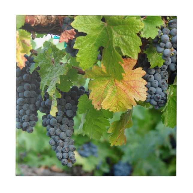 Fall Grape Vines ~ Napa Valley Tile (Front)