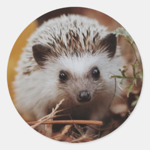 Fall HedgeHog Sticker/Seal Classic Round Sticker