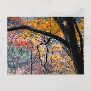 Fall in Love/Autumn Colours Postcard