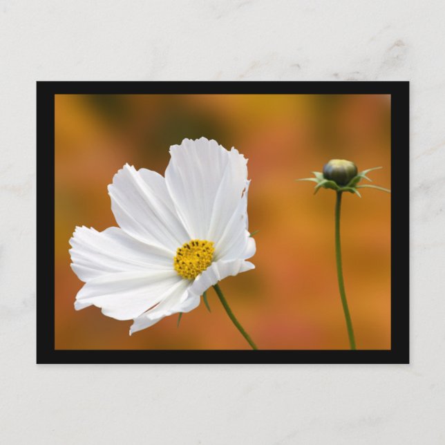 Fall In North Conway New Hampshire Postcard (Front)