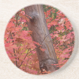 Fall in pink in Sedona, Arizona Coaster