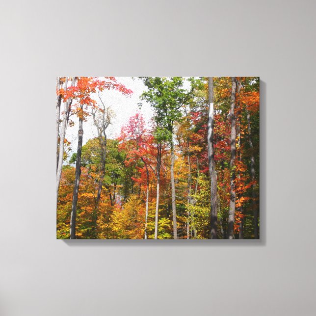 Fall in the Forest Colourful Autumn Photography Canvas Print (Front)