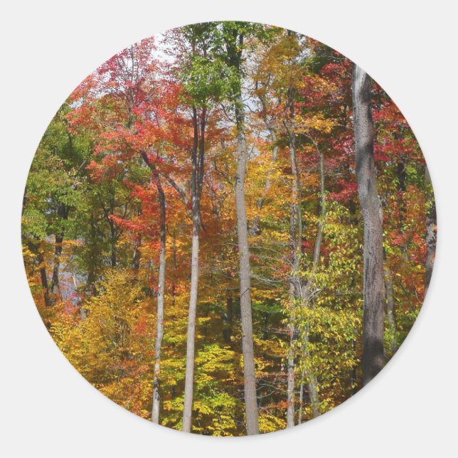 Fall in the Forest Colourful Autumn Photography Classic Round Sticker (Front)