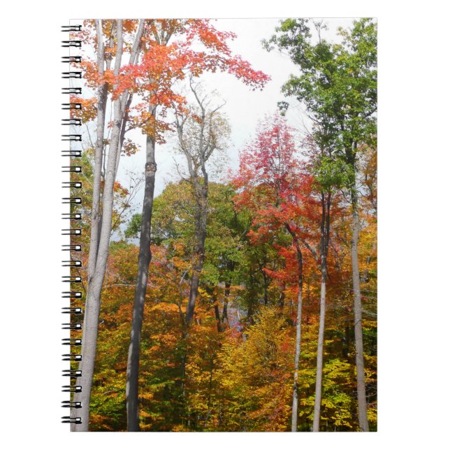 Fall in the Forest Colourful Autumn Photography Notebook (Front)