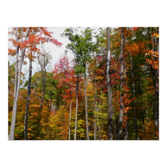 Fall in the Forest Colourful Autumn Photography Poster (Front)