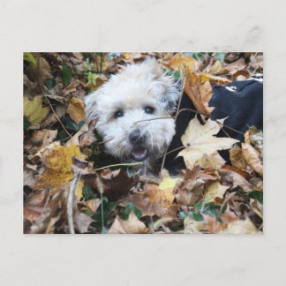 Fall into fall postcard