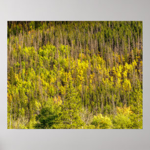 Fall is Coming // Colorful Woodland Poster