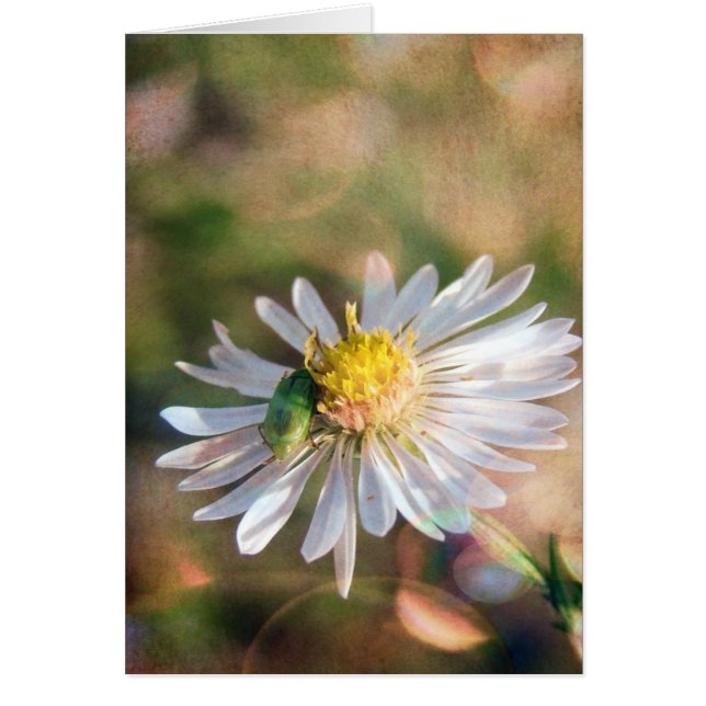 Fall is Here (Front)