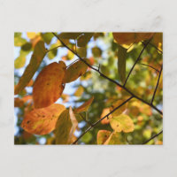 Fall Leaf Autumn Leaves Sky Nature Photography