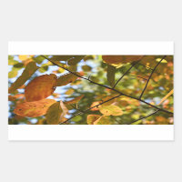 Fall Leaf Autumn Leaves Sky Nature Photography