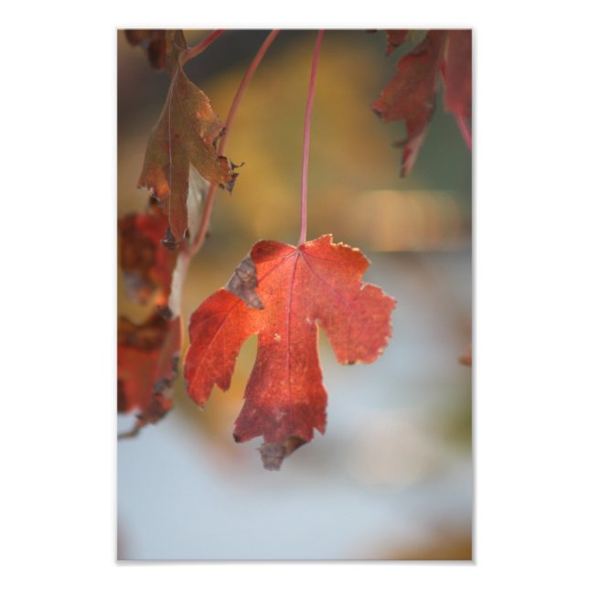 Fall Leaf close up Photo Enlargement Print (Front)