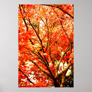 fall leaves 002 poster