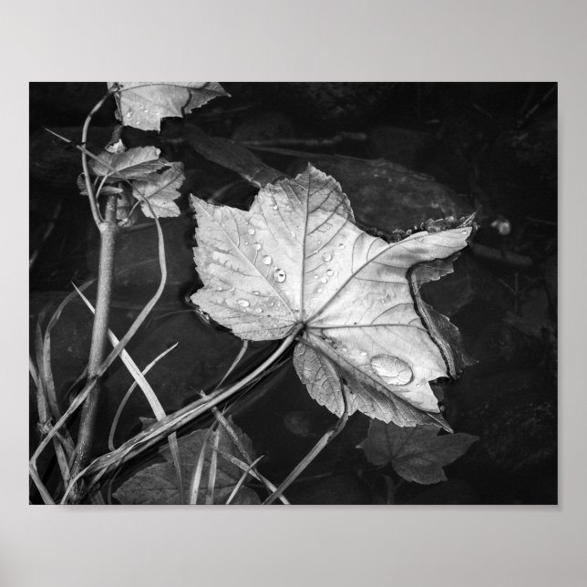 Fall Leaves Floating Black and White Archival Poster (Front)