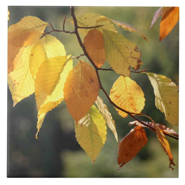 Fall Leaves Foliage Ceramic Tile (Front)