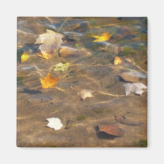 Fall Leaves in Pond Water Nature Photography Magnet (Front)