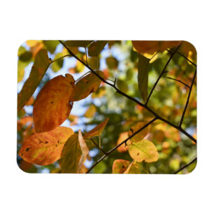 Fall Leaves Leaf Peeping Autumn Nature Photography Magnet