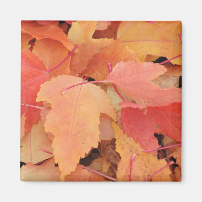 Fall Leaves Magnet (Front)