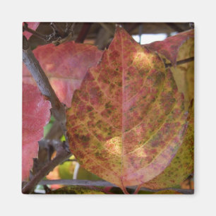 Fall Leaves Magnet