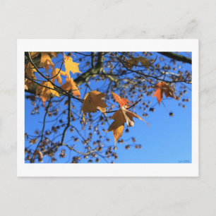 Fall,leaves,maple, blue sky, BC, Canada,2010 Postcard