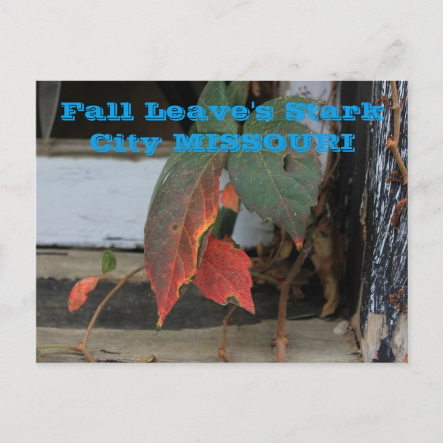 Fall Leave's Missouri Post Card (Front)
