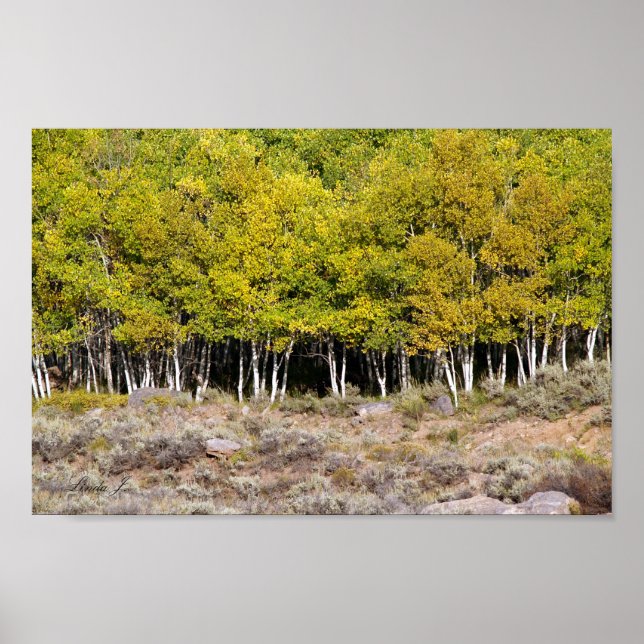 Fall Leaves on a Tree Canvas or Poster (Front)