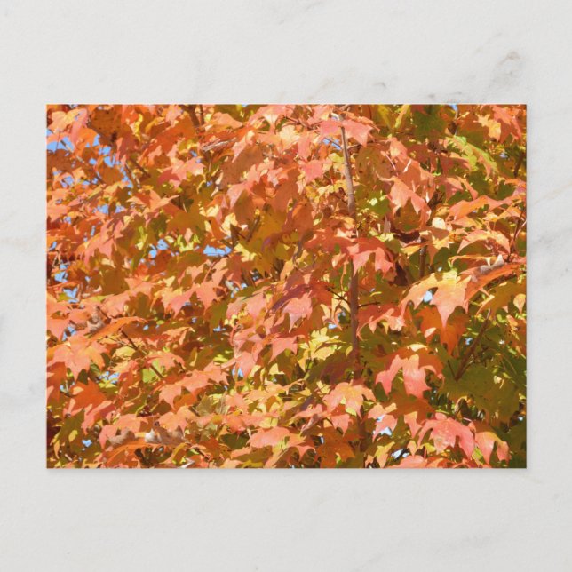 Fall Leaves On A Tree Scenery Postcard (Front)