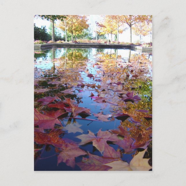 Fall leaves postcard (Front)