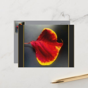 Fall Leaves Postcard