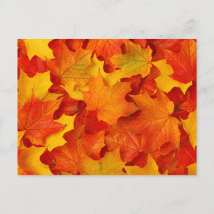 Fall Leaves Postcard