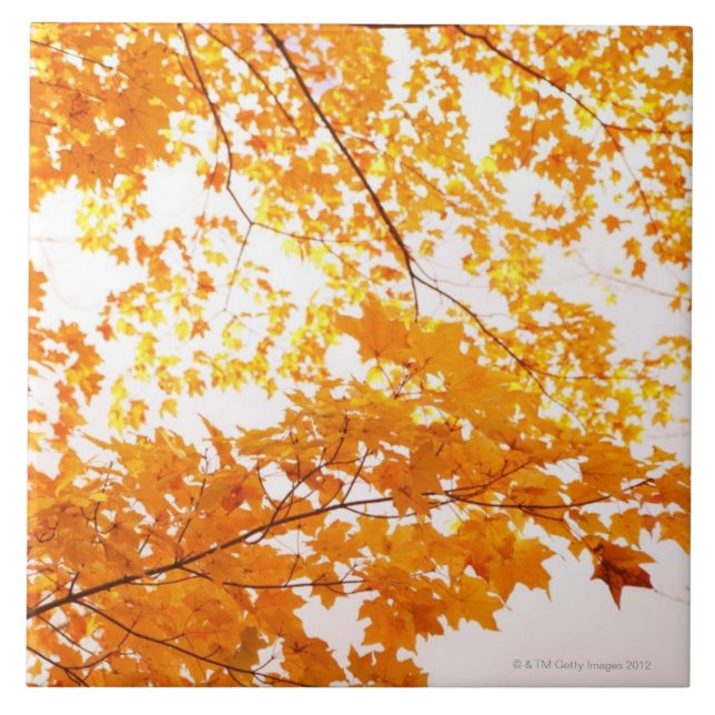 Fall Leaves Reflection Tile (Front)