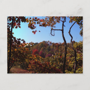 "Fall Leaves Scene" Postcard