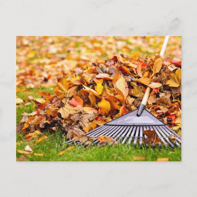 Fall Leaves With Rake Postcard (Front)