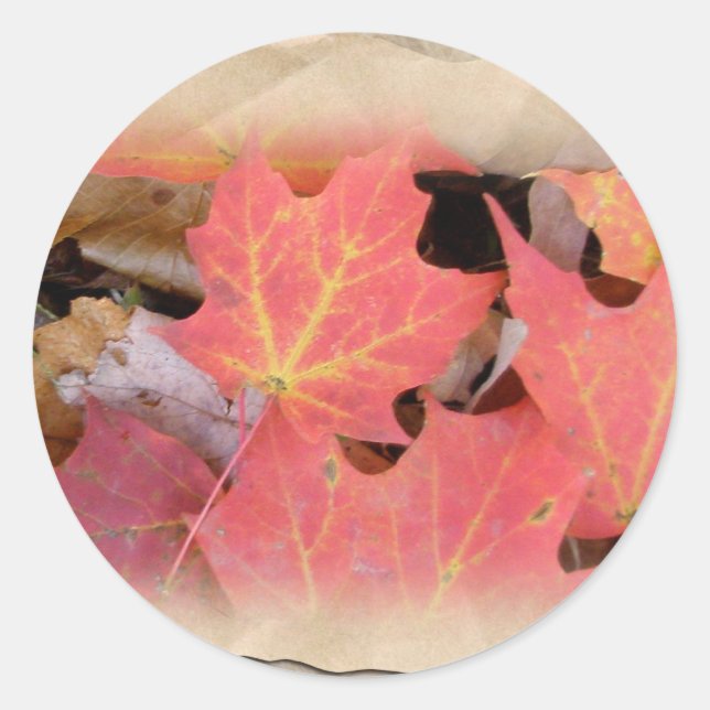 Fall Maple Leaves Coordinating Items Classic Round Sticker (Front)