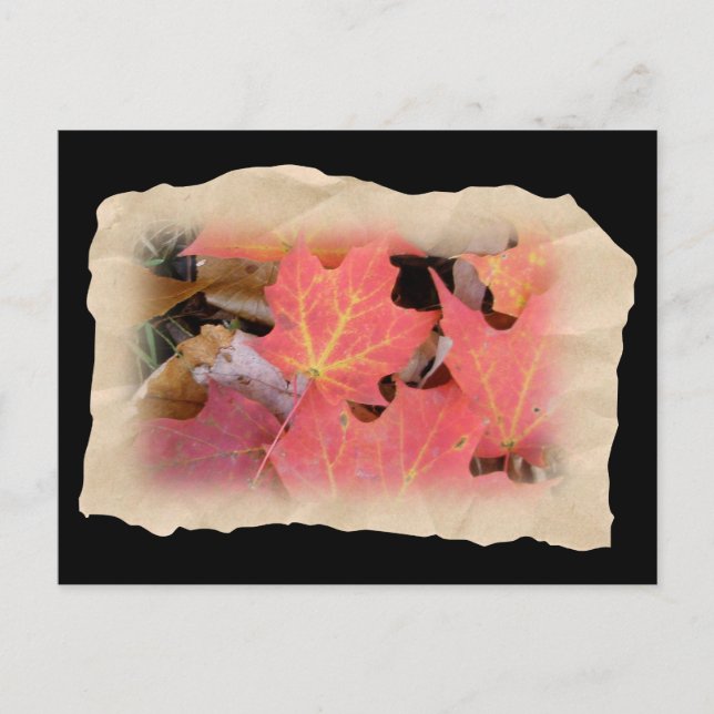 Fall Maple Leaves Coordinating Items Postcard (Front)