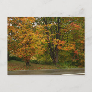fall maple postcard