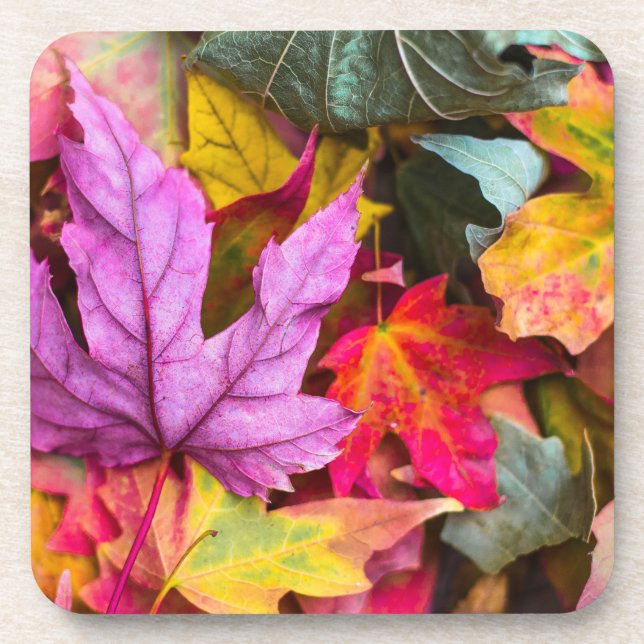 Fall maple tree leaves colourful autumn nature coaster (Front)