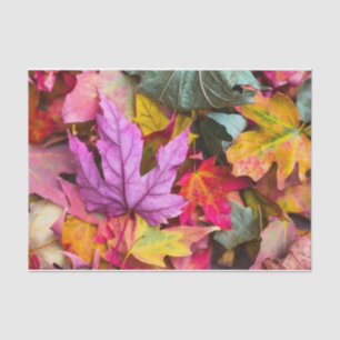 Fall maple tree leaves colourful autumn nature tissue paper